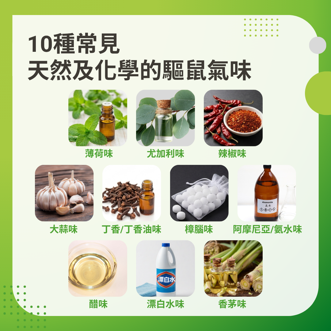 老鼠怕什麼味道